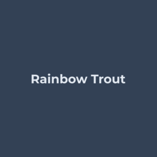 Rainbow Trout