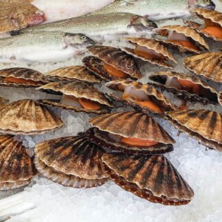Diver Sea Scallops, Dry-Packed, per lb